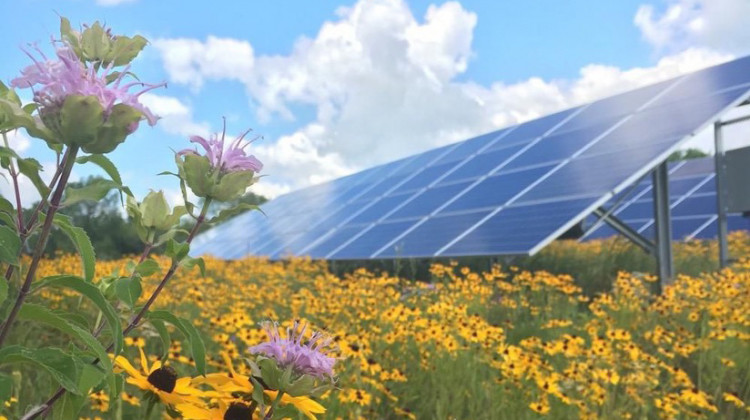 Native plants near a solar panel.  - Courtesy of Fresh Energy