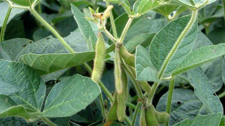 Hoosier farmers may decide to plant soybeans because their shorter growing season, if the delays for corn last into June. - public domain