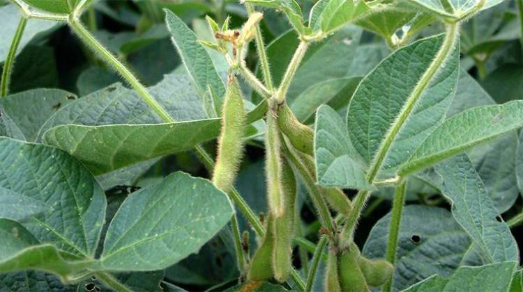 Corn Farmers Could Choose Soybeans If Rain Delays Persist