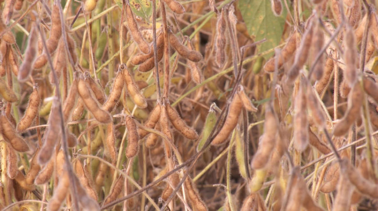 Dicamba can drift off of one soybean field that is resistant to the herbicide and damage a non-resistant field nearby. - FILE PHOTO: Seth Tackett/WTIU News