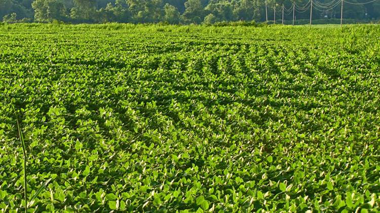 China's Newest Proposal Hits Indiana Right In The Soybeans