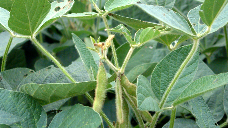 Soybean Prices Dip As Trump's Chinese Tariffs Take Effect