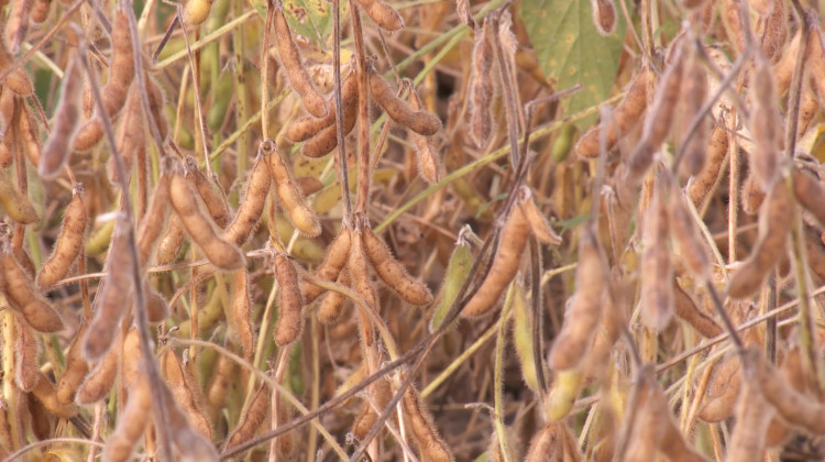 Dicamba can drift off of one soybean field that is resistant to the herbicide and damage a non-resistant field nearby. - Seth Tackett/WTIU