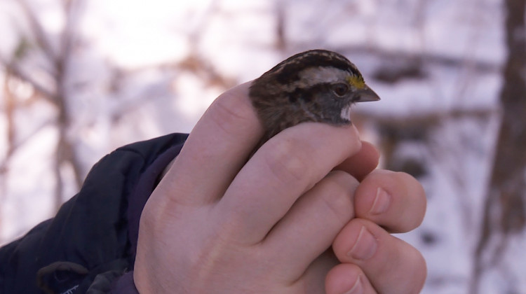 Indiana University PhD student Katie Talbott sets a sparrow free at IU's migration research lab. - Seth Tackett/WTIU