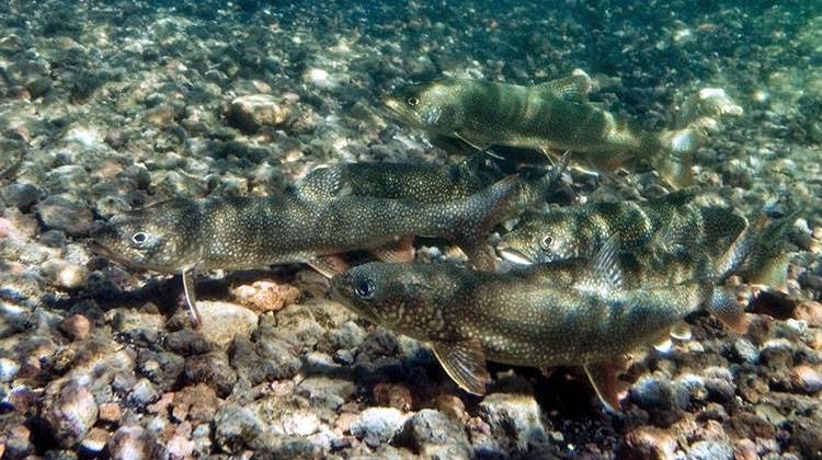 Lake trout, like these, eat smaller fish in lake Michigan which are in decline because of invasive mussels. - Jay Fleming/Yellowstone National Park