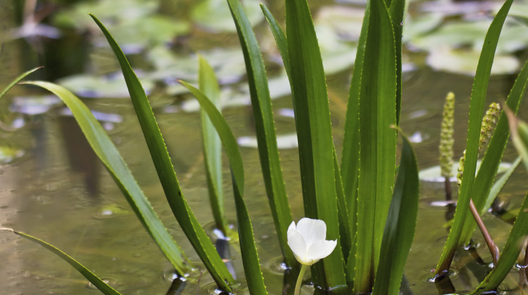 The invasive plant water soldier is not yet in Indiana, but the state DNR isn't taking any chances and has banned the sale of the plant. - Jörg Hempel/Wikimedia Commons