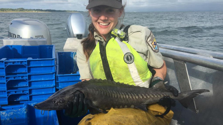 U.S. Fish and Wildlife Service Aquatic Invasive Species technician, Lisa Labudde, holds a native lake sturgeon sampled from Burns Harbor in Indiana, 2017. - USFWS