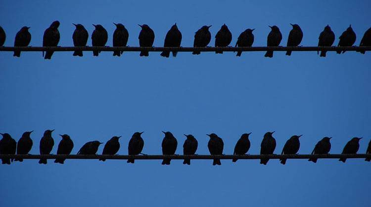 A federal agency is resuming its efforts to scare crows and starlings away from downtown Indianapolis to prevent them from roosting and becoming a wintertime nuisance. - Photo by Nevit Dilmen, CC-BY-SA-3.0