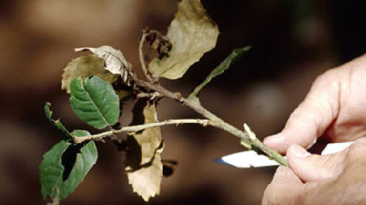 Photograph of twig showing sudden oak death. - Joseph O'Brien/USDA Forest Service