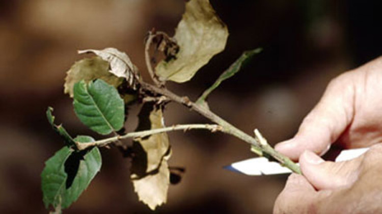 Photograph of twig showing sudden oak death.   - Joseph O'Brien/USDA Forest Service