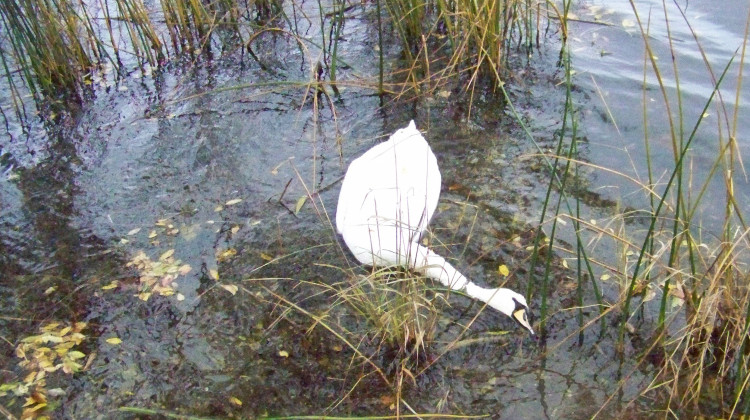 One of the mute swans John Madeka found dead at George Lake in Hammond on Nov. 6, 2018.