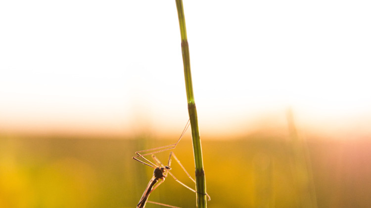 Mosquito bites in Indiana can make you sick. Here’s what you need to know