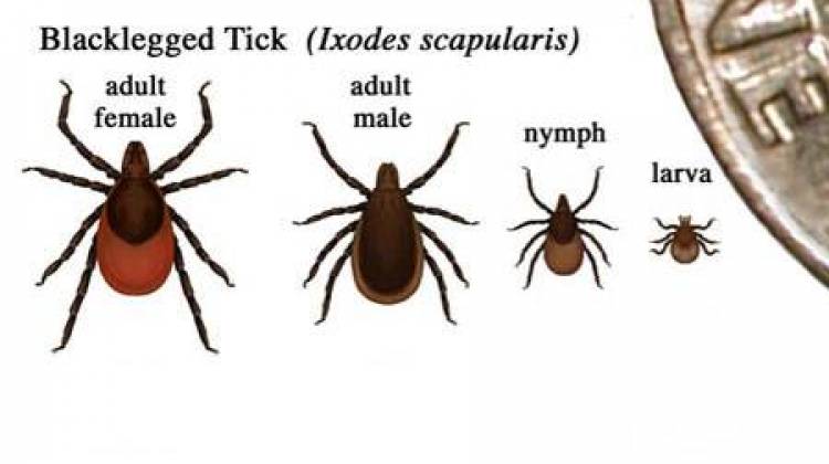 Ticks Are Active - Take Precautions To Prevent Lyme Disease