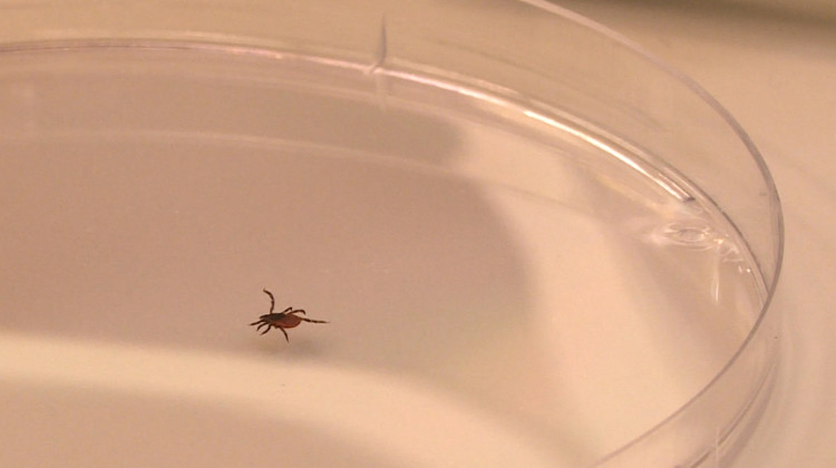 Purdue University postdoctoral researcher Maria Murgia examines a female deer tick inside a petri dish. Purdue, Indiana University and the University of Notre Dame are all working to track how ticks and their diseases move across the state.  - Rebecca Thiele/IPB News