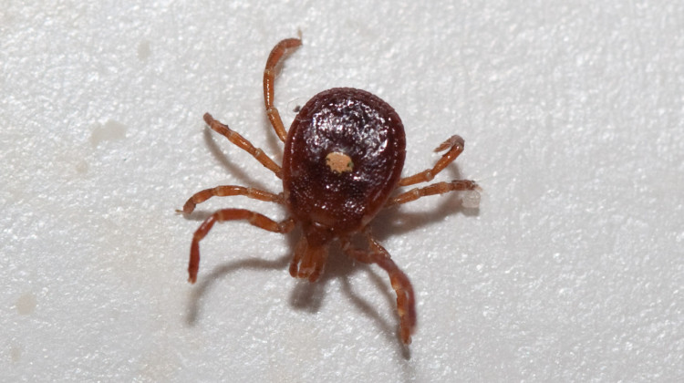 Nine different diseases have been identified in ticks in Indiana including Rocky Mountain spotted fever and Lyme disease.  - Elizabeth Nicodemus/Flickr
