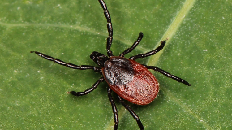 Several species of ticks found in Indiana present health dangers including the blacklegged tick – also known as the deer tick. - Scott Bauer/USDA