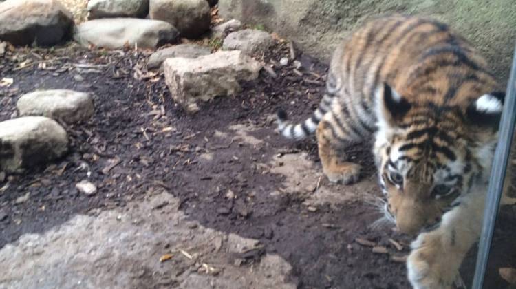 Zoya, the 20-week-old Amur tiger cub born in July,  accompanied her mother into the Zooâ€™s tiger habitat for about a half an hour, while the media and some zoo employees caught their first glimpse.  - Christopher Ayers/WFYI