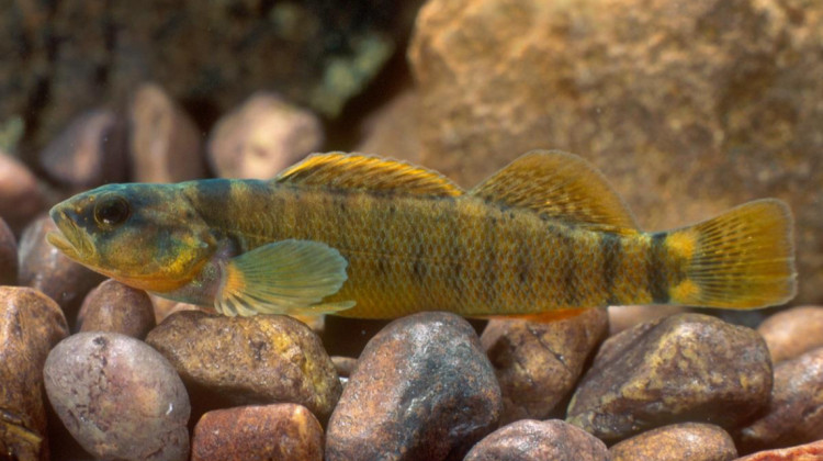 The Tippecanoe darter is one of the smallest fish in Indiana, getting upt to just an inch and a half long. - Robert Criswell/U.S. Fish and Wildlife Service