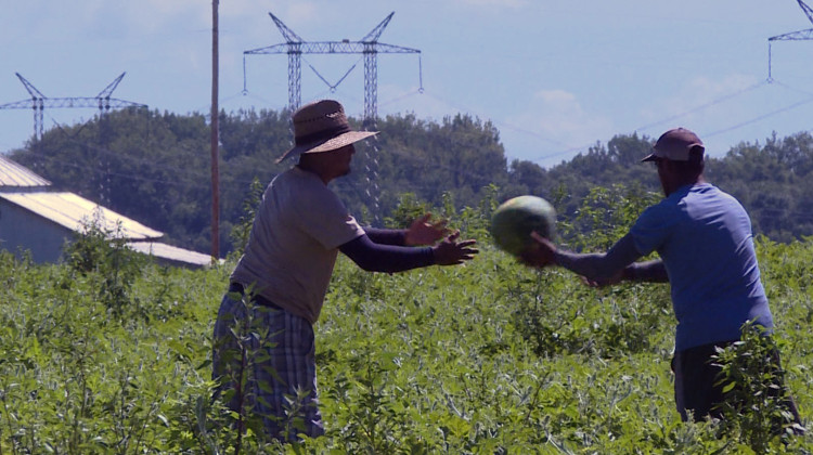 Farm workers pick watermelons and toss them to each other down the field before placing them on a repurposed red school bus. - Rebecca Thiele/IPB News