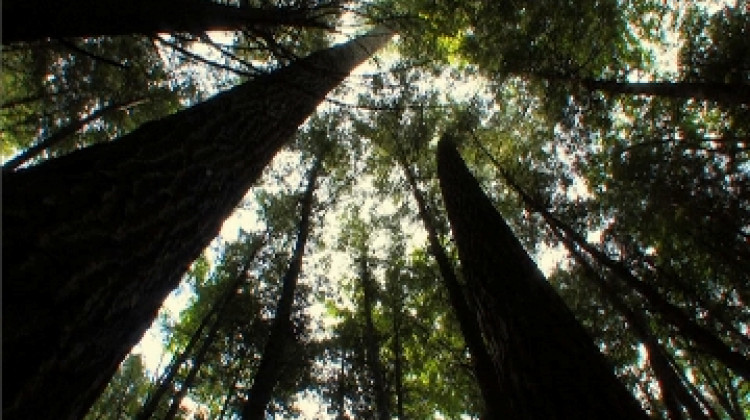 Thousands Of Trees Planted In Central Indiana