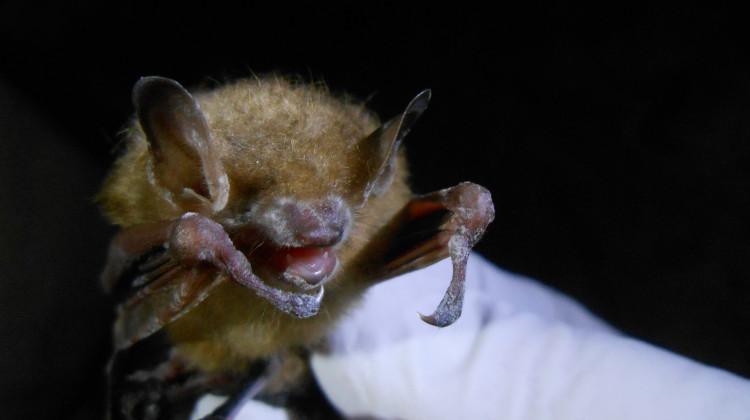 A tricolored bat with visible symptoms of white-nose syndrome. - U.S. Fish and Wildlife Service