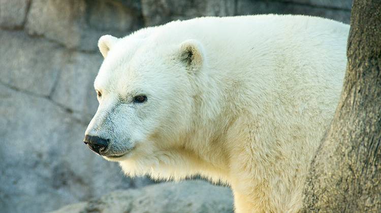 Tundra The Polar Bear Is Moving