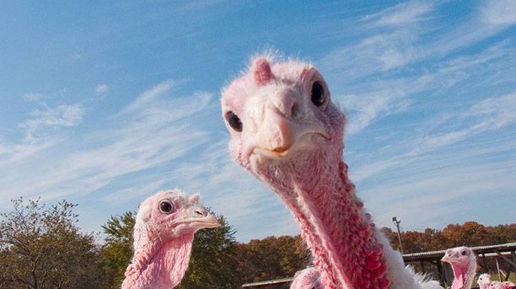 Turkey prices are expected to be 8 to 10 percent higher than last year. - stock photo