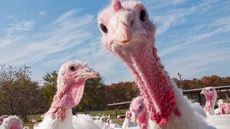 State veterinarian Bret Marsh says Indiana's recent outbreak of a different bird flu strain "reinforces the need for the record-keeping rule." - stock photo