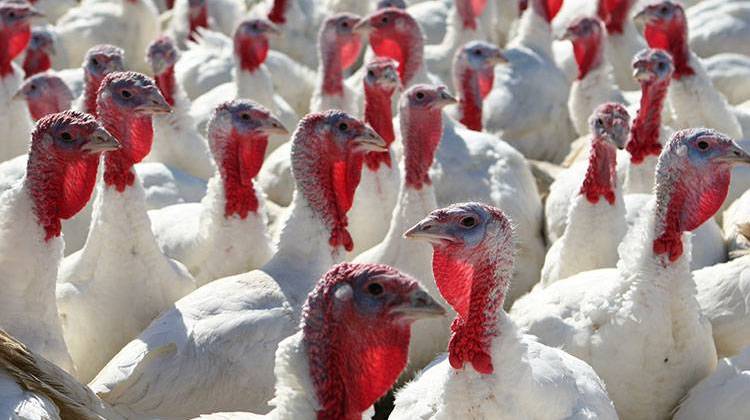 Animal health officials monitoring a bird flu outbreak in southwestern Indiana say most restrictions on poultry in that region will be lifted in two weeks if no additional cases are found. - stock photo