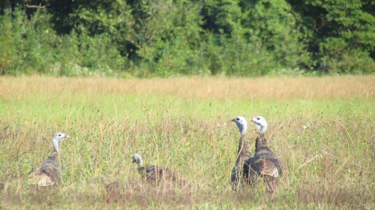 Wild turkeys in Newton County, 2021. Hanson Pusey, 25, from West Lafayette was charged with hunting wild turkeys illegally in Indiana and six other states. - Chris Light
/
Wikimedia Commons