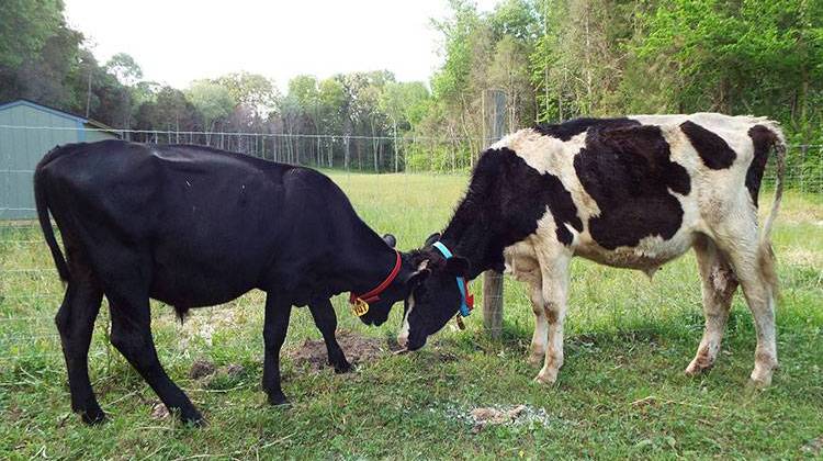 Two bulls, Wilson and Zeke, came to Uplands PEAK Sanctuary after they were rescued by the ASPCA in Massachusetts. - Courtesy ASPCA