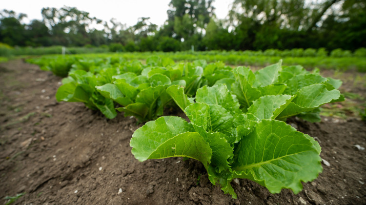 The Trump administration cut two agriculture program that helped schools and food banks buy food from local farms, ending over $1 billion in federal support. - USDA/Kirsten Strough