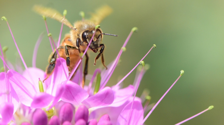 How is climate change affecting the bee population? One Earlham College researcher is finding out