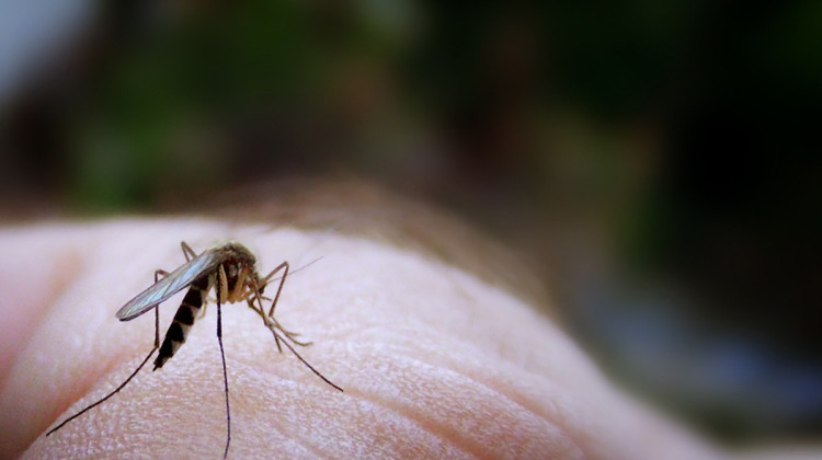 The second human case of West Nile virus in Indiana this year was confirmed after a Hamilton County resident tested positive. The first case was reported in Vanderburgh County. - James Jordan / Flickr