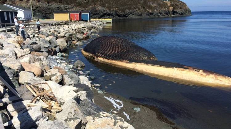 A Whale Of A Problem: Town Faces Threat Of Exploding Carcass