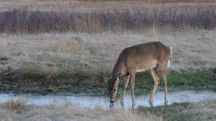 Deer that are sick with EHD are often drawn to water and might be found dead near it.  - Bob Kuhns/National Parks Service