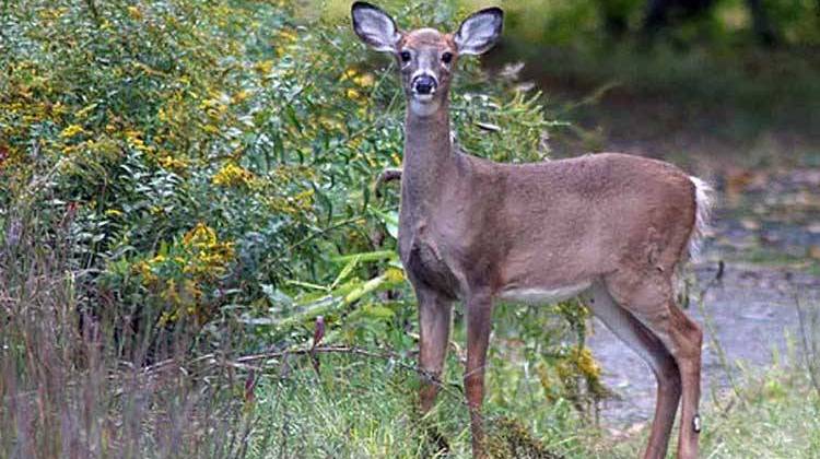 Ballard Vetoes Plan Requiring Council Approval Of Deer Hunts