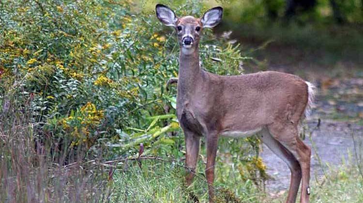 DNR Lowers Deer Bag Limits In 19 Indiana Counties