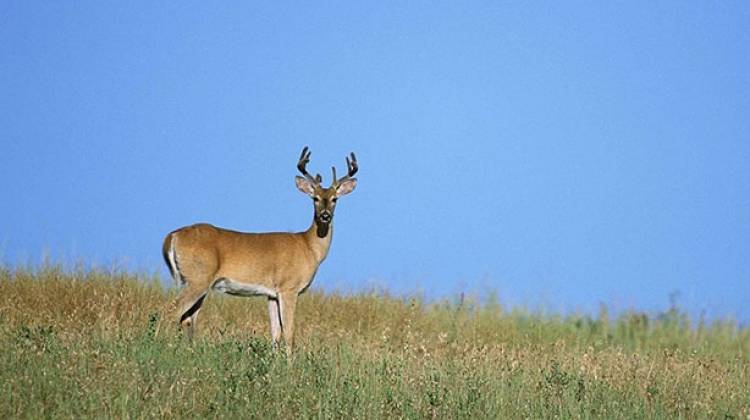 Judge Rules DNR Can't Regulate Fenced Deer Hunting