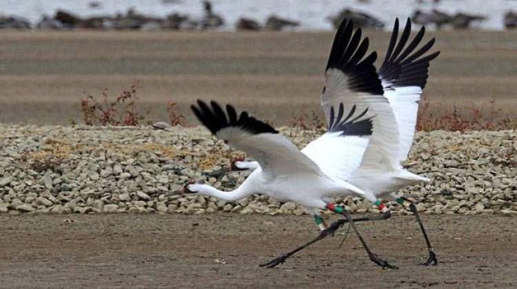 A pair of whooping cranes at Patoka River National Wildlife Refuge - U.S. Fish and Wildlife Service