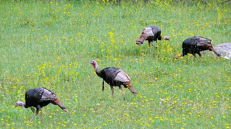 Indiana Department Of Natural Resources Asking For Help Counting Wild Turkeys