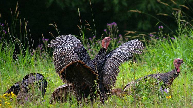 DNR Asking Public To Report Wild Turkey Sightings