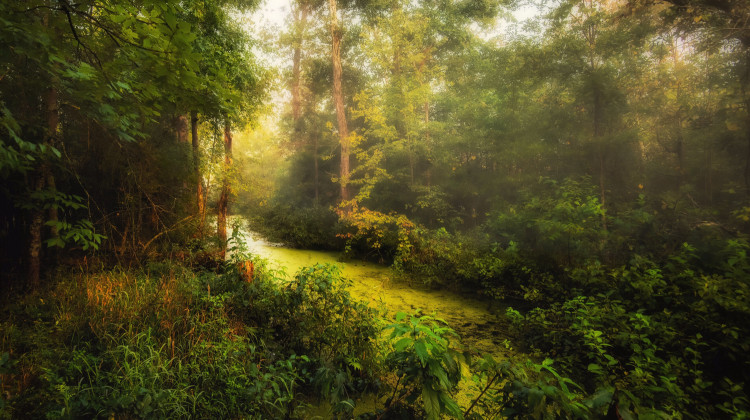 Woodland Morning by Susan Ross - photo provided