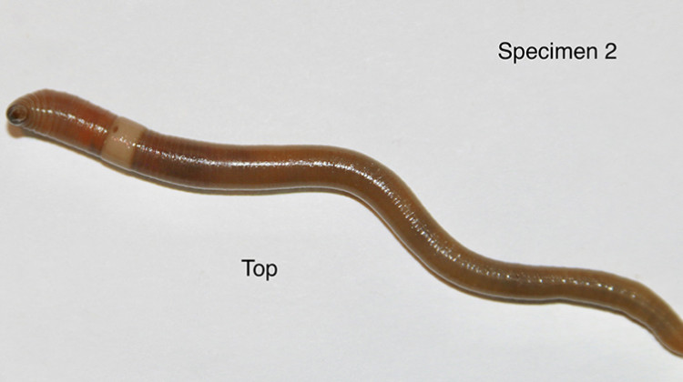 Purdue experts want to stop the spread of invasive jumping earthworms