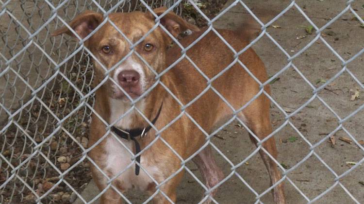 Texas Animal Shelters Send Dogs To Indianapolis For Adoption
