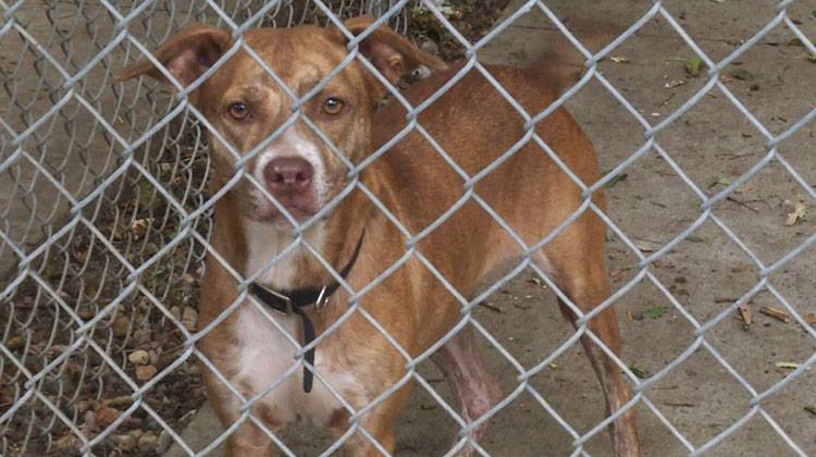 One of the 11 rescued dogs brought to the Humane Society of Indianapolis from Houston. - Becca Costello