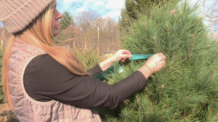 Erin Bishay puts a tag on a white pine tree at Abell Nursery and Landscape in Bloomington. White pine trees can be used as living Christmas trees and are native to Indiana. - Rebecca Thiele/IPB News