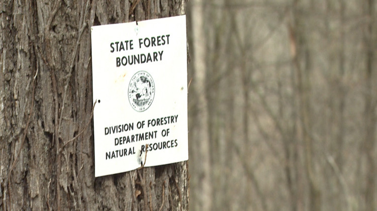 State To Study Logging, Forest Management Over The Summer