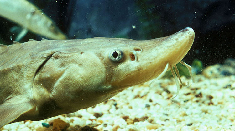 A young sturgeon in the National Aquarium. - U.S. Fish and Wildlife Service