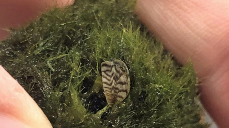 A moss ball sold in pet stores containing an invasive zebra mussel. - USGS photo